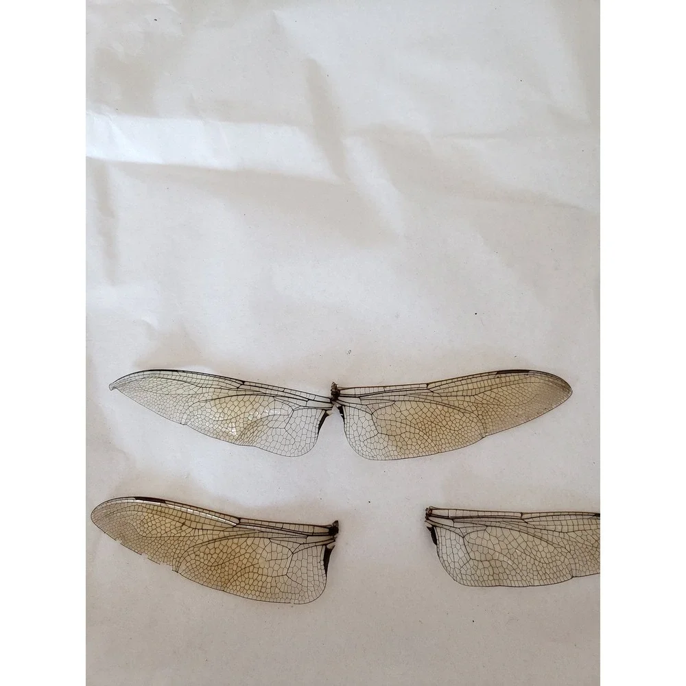 Dragonfly Wings Real Wings 15 Wings Potion Bottle Apothecary Witchcraft Potion